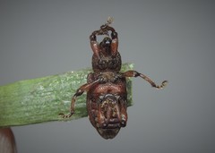 Hylobius transversovittatus