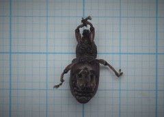 Hylobius transversovittatus