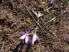 Colchicum laetum