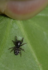Salticus zebraneus