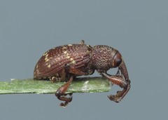 Hylobius transversovittatus