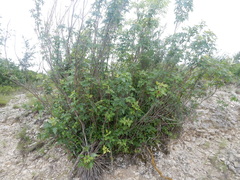 Toxicodendron radicans verrucosum