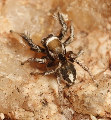 Habronattus clypeatus
