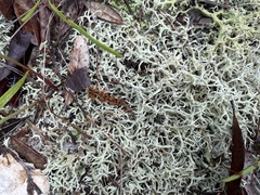 Cladonia dimorphoclada