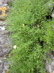 Silene saxifraga