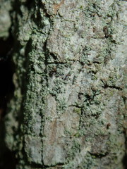 Chaenotheca trichialis