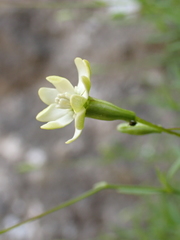 Silene saxifraga