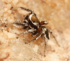 Habronattus clypeatus