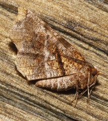 Selenia alciphearia