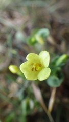 Centaurium maritimum