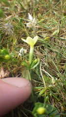 Centaurium maritimum