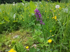 Dactylorhiza majalis
