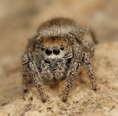 Habronattus clypeatus