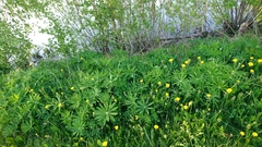 Lupinus polyphyllus