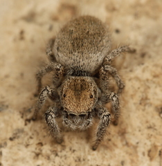 Habronattus clypeatus