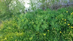 Lupinus polyphyllus