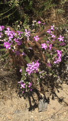 Linanthus californicus