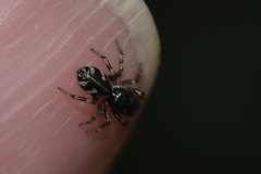 Salticus zebraneus