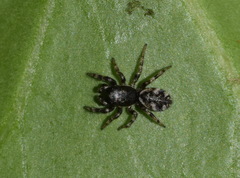 Salticus zebraneus