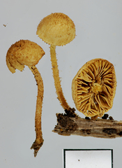 Phaeomarasmius ciliatus