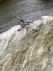 Acanthocephalini