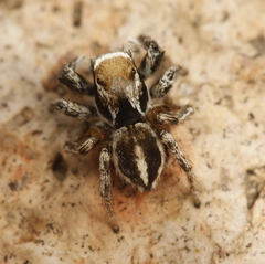 Habronattus clypeatus