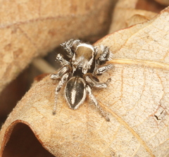 Habronattus clypeatus