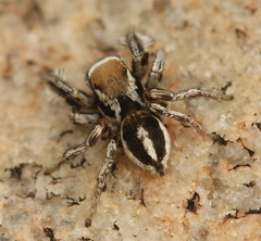 Habronattus clypeatus