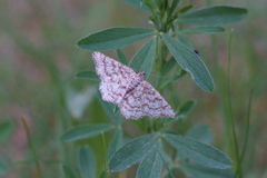 Heliomata glarearia