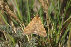 Pyrausta despicata
