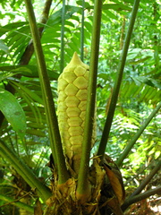 Zamia fairchildiana