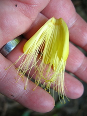 Caryocar costaricense