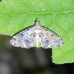 Sufetula diminutalis