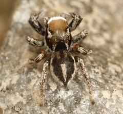 Habronattus clypeatus