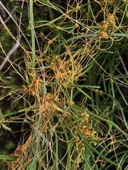 Cuscuta harperi