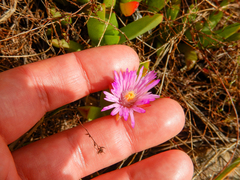 Ruschia promontorii