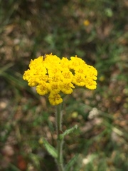 Achillea tomentosa