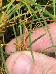 Cuscuta harperi