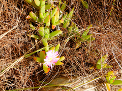 Ruschia promontorii
