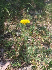 Achillea tomentosa