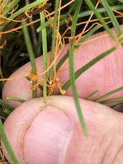 Cuscuta harperi