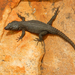 Black Girdled Lizard - Photo (c) tessabrunette, some rights reserved (CC BY-NC), uploaded by tessabrunette