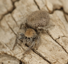 Habronattus clypeatus