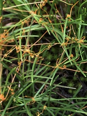 Cuscuta harperi