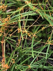 Cuscuta harperi