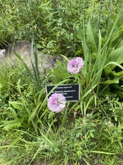 Marshallia legrandii