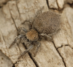 Habronattus clypeatus