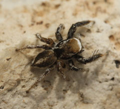Habronattus clypeatus