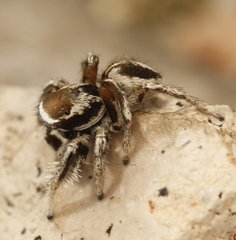Habronattus clypeatus