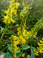 Melilotus